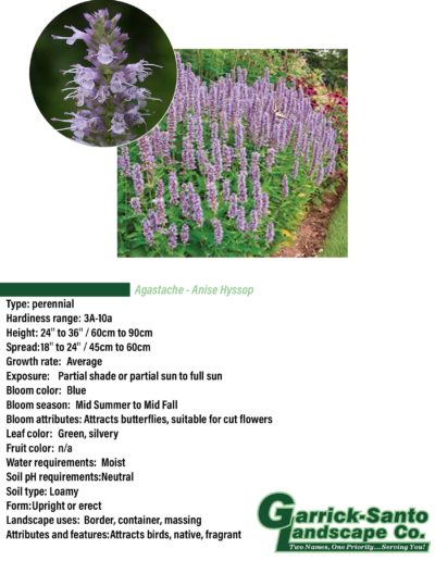 Anise Hyssop
