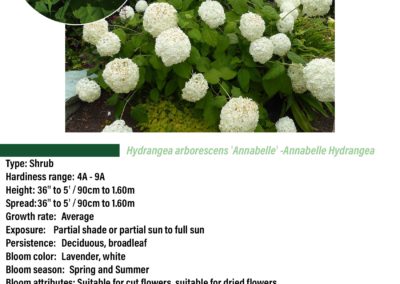Annabelle Hydrangea