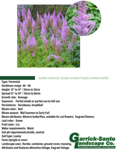 Purple Candles Astilbe