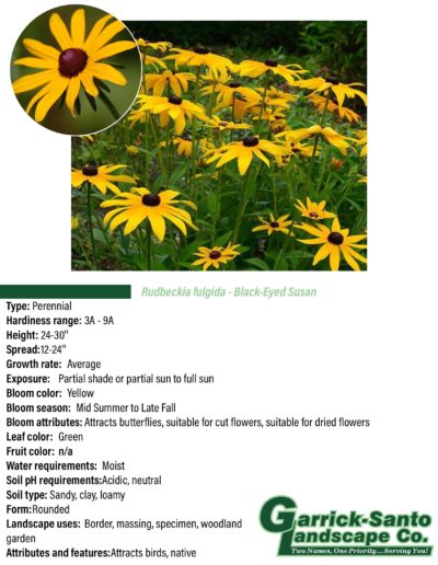 Black Eyed Susan