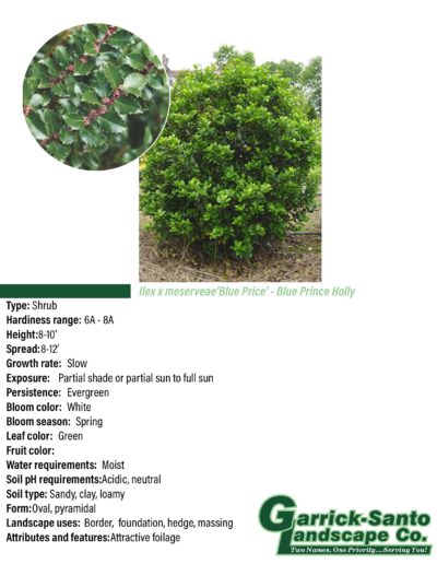 Blue Prince Holly