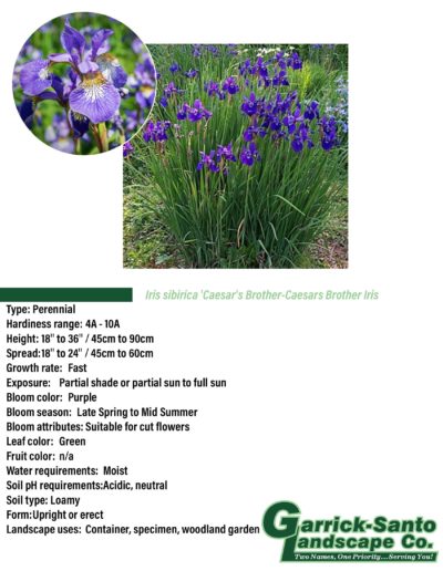 Caesars Brother Iris