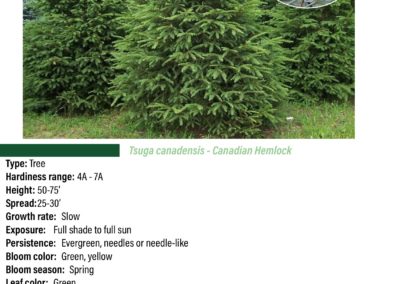 Canadian Hemlock