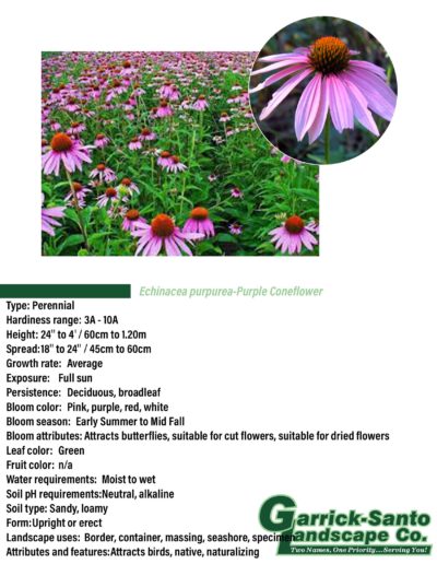 Purple Coneflower