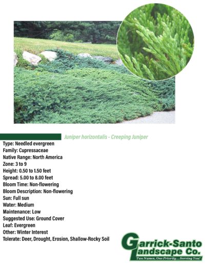 Creeping Juniper