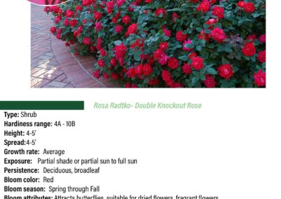Double Knockout Rose