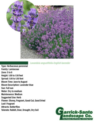 English Lavender
