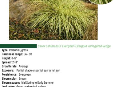 Evergold Variegated Sedge