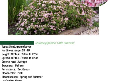 Little Princess Spiraea