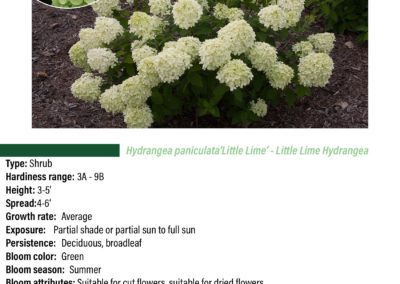 Little Lime Hydrangea