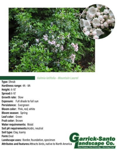 Mountain Laurel