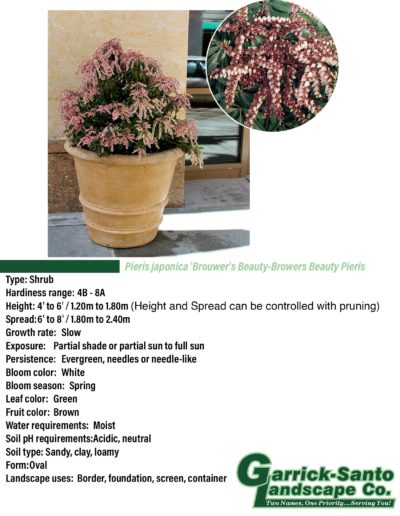 Browers Beauty Pieris