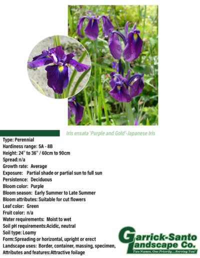 Purple & Gold Iris