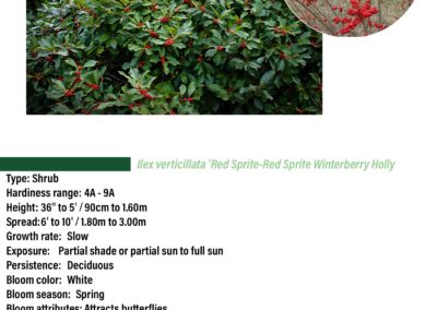 Red Sprite Winterberry Holly