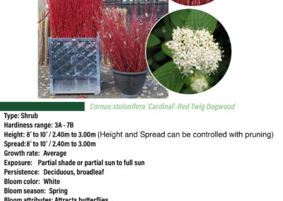 Red Twig Dogwood