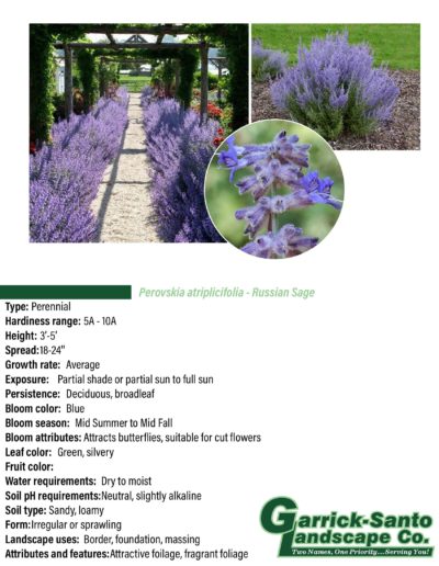 Russian Sage