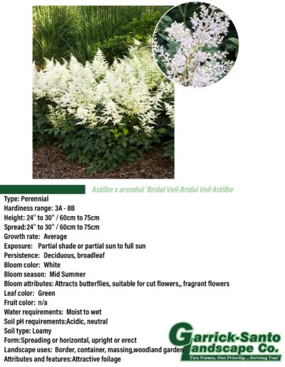 Bridal Veil Astilbe