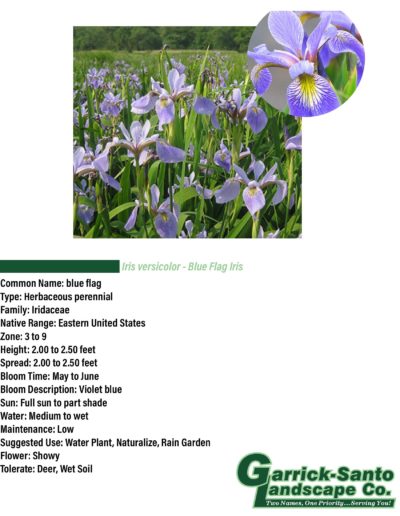 Blue Flag Iris