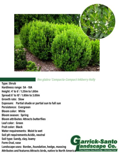 Compact Inkberry Holly