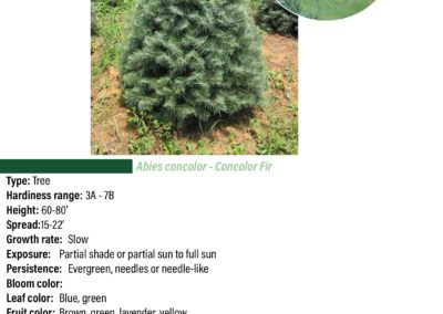 Concolor Fir