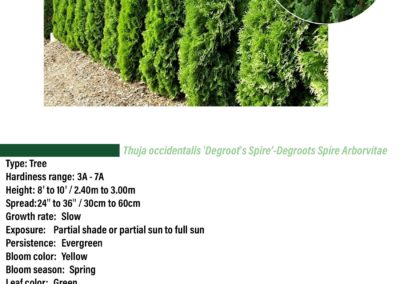 Degroots Spire Aborvitae