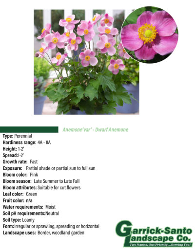 Dwarf Anemone