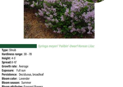 Dwarf Korean Lilac