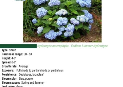 Endless Summer Hydrangea