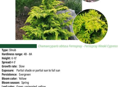 Fernspray Hinoki Cypress