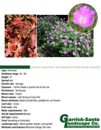 NH Purple-Bloody Cranesbill