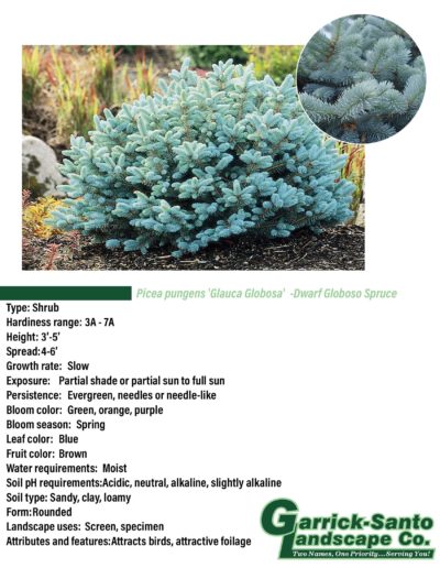 Dwarf Globoso Spruce