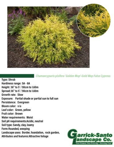 Golden Mop False Cypress
