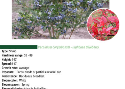 High Bush Blueberry