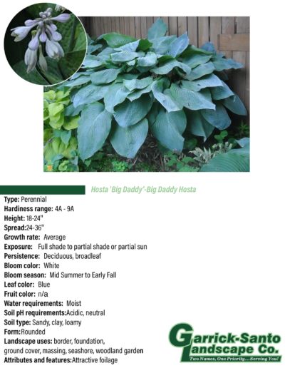 Hosta Big Daddy