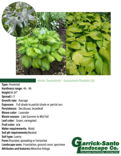 Hosta Guacamole Plantain Lily