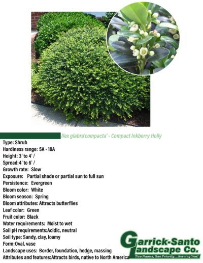 Compact Inkberry Holly