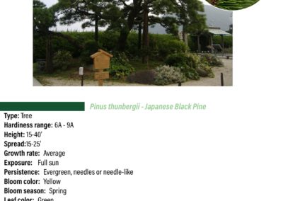 Japanese Black Pine