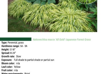 Japanese Forest Grass