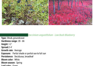 Low Bush Blueberry