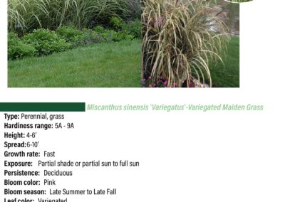 Variegated Maiden Grass