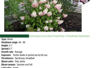 Pinky Winky Hydrangea