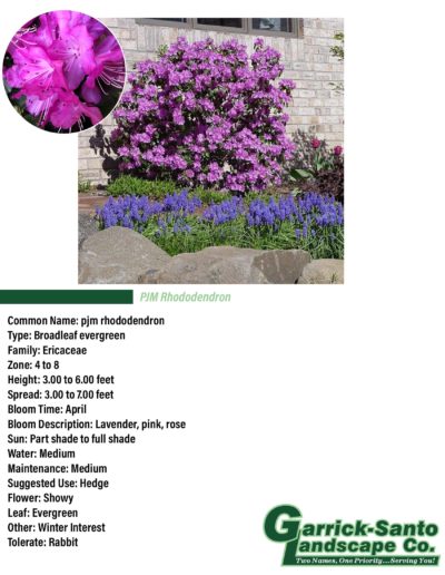 PJM Rhododendron