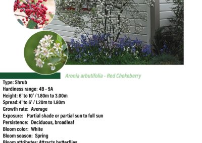 Red Chokeberry