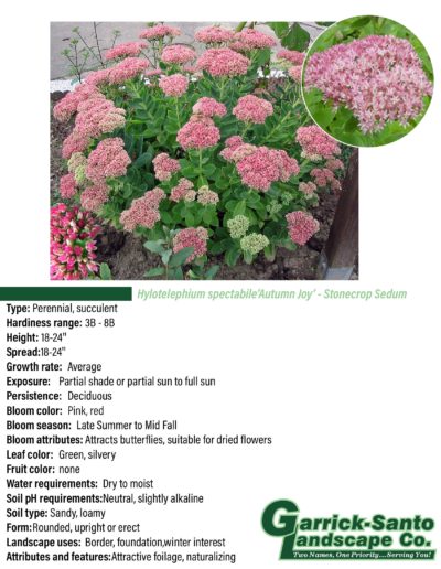 Stonecrop Sedum "Autumn Joy"