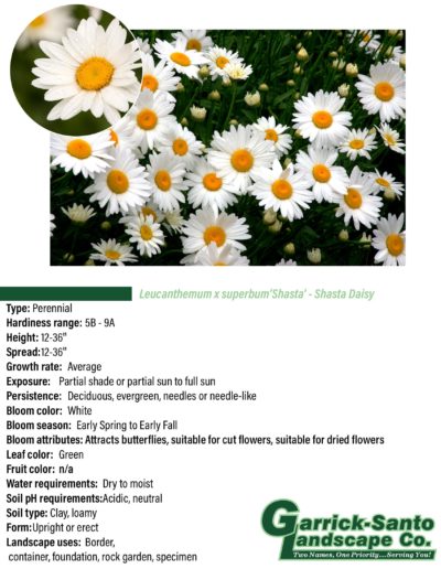 Shasta Daisy