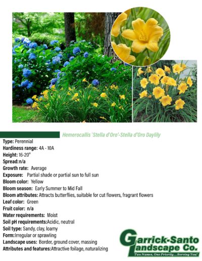Stella D'Oro Daylily