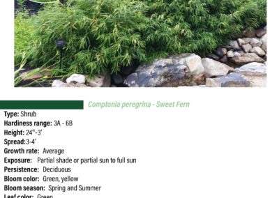 Sweet Fern
