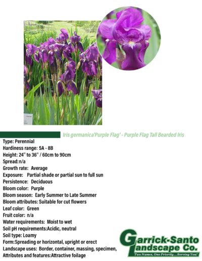 Flag Tall Bearded Iris