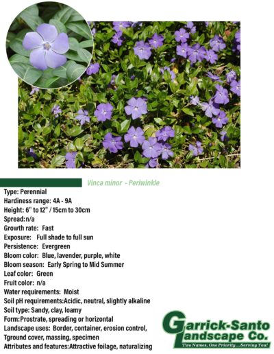 Periwinkle