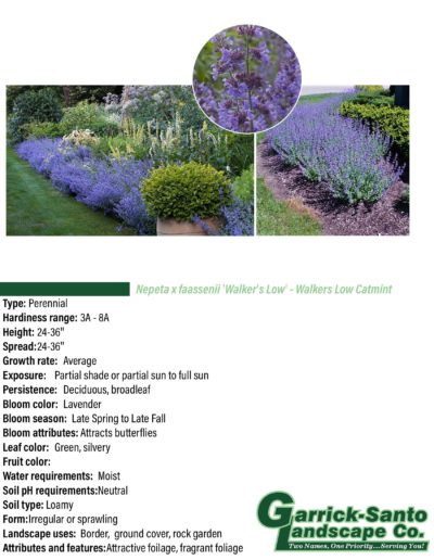 Walkers Low Catmint
